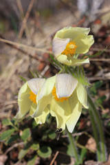 yellow flowers in garden