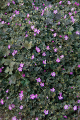 Geranium Orkney Cherry