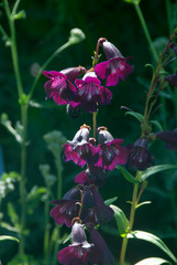 Penstemon Raven