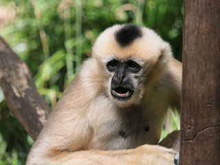 Lar Gibbon Eating