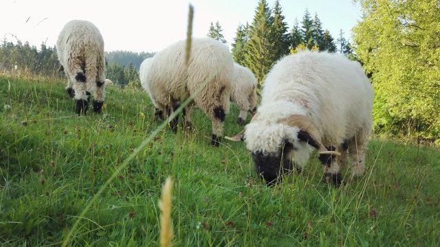 Low angle view, Valais Blacknose sheep grazing in the Alps, Switzerland.