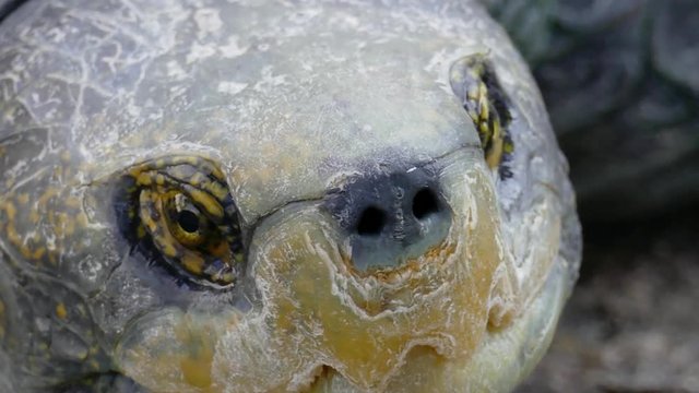 Turtles
Turtle Eye
Turtle herd
Thai Turtles
Thai Turtle herd
Thailand Turtles
Thailand