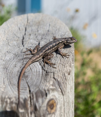 LIzard on Post