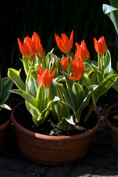 Tulipa Praestans Unicum - Tulipe