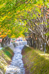 Obraz premium Beautiful maple leaf tree in autumn season