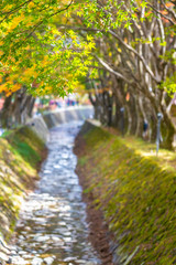 Fototapeta premium Beautiful maple leaf tree in autumn season