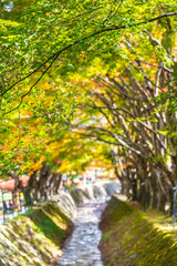 Beautiful maple leaf tree in autumn season