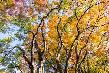 Beautiful maple leaf tree in autumn season
