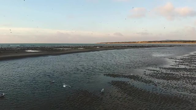 Very inspiring moment of birds flying from the beach
