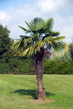 Trachycarpus Fortunei (Chamaerops Excelsa)