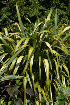 Phormium Tenax