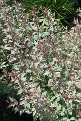 Fuchsia Magellanica Versicolor