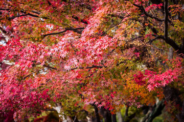 Beautiful maple leaf tree in autumn season