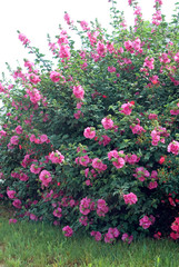 Lavatera X Clementii Chamallow Inovera - Lavatere