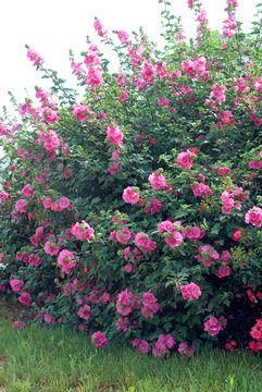 Lavatera X Clementii Chamallow Inovera - Lavatere