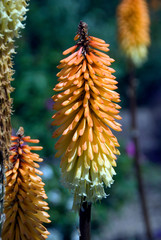 Kniphofia Tawny King