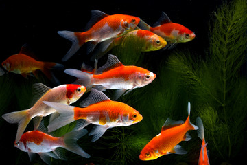Koi Fish