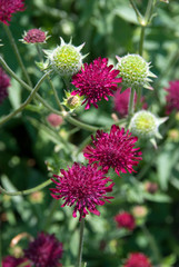 Knautia Macedonica