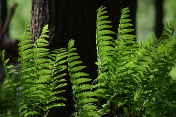 Ferns