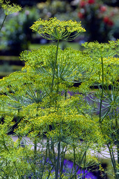 Anethum Graveolens Tetra Goldkrone - Aneth Tetra Goldkrone