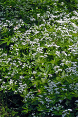 Galium Odoratum