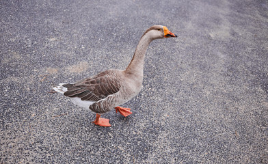 Wild geese and ducks coexist with people walking