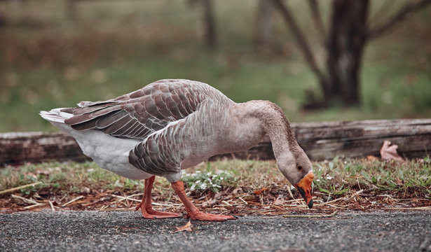 Wild geese and ducks coexist with people walking