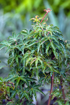 Acer Palmatum Shishigashira