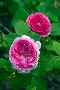 Rosa Roi Des Aunes - Rosier