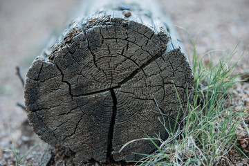 wood log