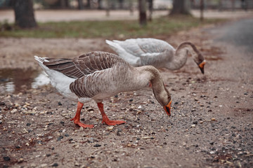 Wild geese and ducks coexist with people walking