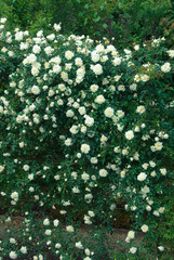 Rosa Alberic Barbier - Rosier