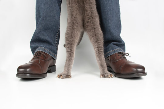 Paws of a gray cat next to his legs in classic shoes on a white background