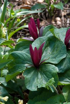 Trillium Chloropetalum