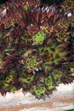 Sempervivum Bronco