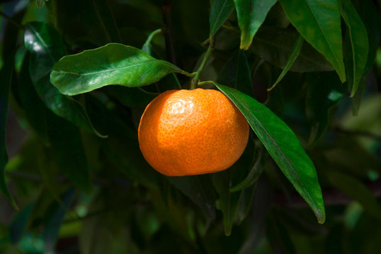 Citrus Reticulata - Mandarine