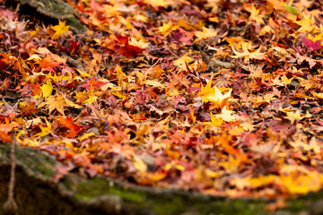 Maple leaf