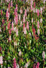 Persicaria Affinis Kabouter