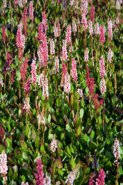Persicaria Affinis Kabouter