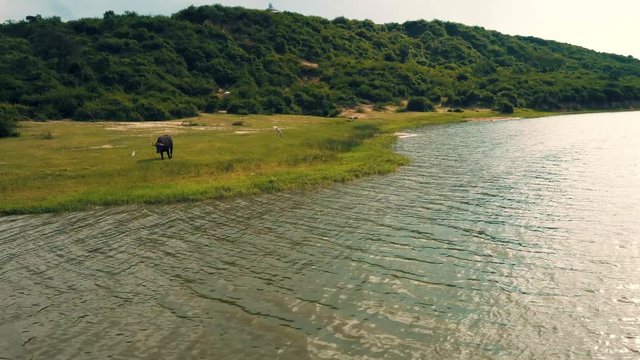 Beautiful view of Buffalos walking promenade at the border of Lake Albert