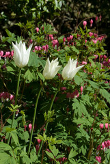 Tulipa Fleur De Lis - Tulipe © HVPM dev