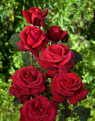 Rosa Ht Hacienda (Edirose)