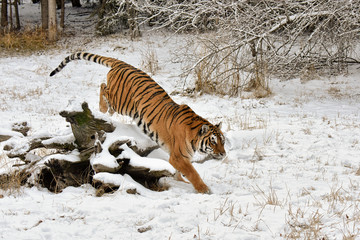 Fototapeta na wymiar Tiger Completing Jump over a Snow Covered Fallen Log in Winter