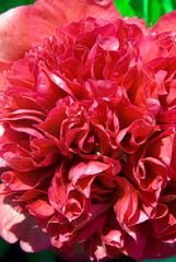 Paeonia Lactiflora - Pivoine Herbacee