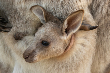 Fototapeta premium Joey in pouch