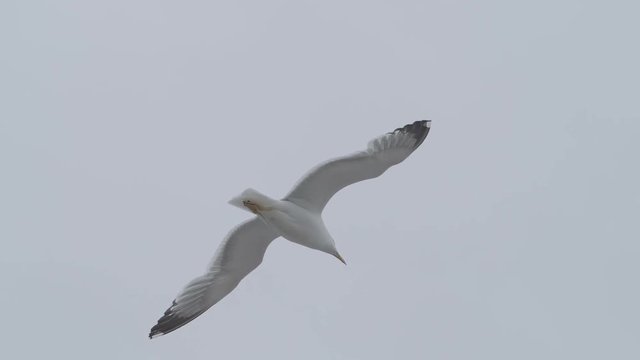 Seagull bird enjoying his flight.