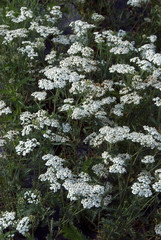 Achillea Millefolium Weisses Wunder © HVPM dev