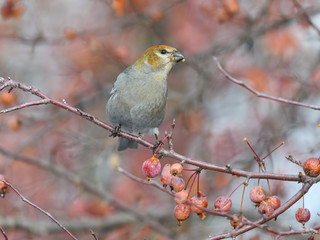 Pine Grosbeak Female Eating Red Berries in Winter