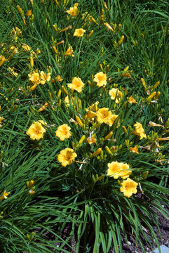 Hemerocallis Stella De Oro - Hemerocalle