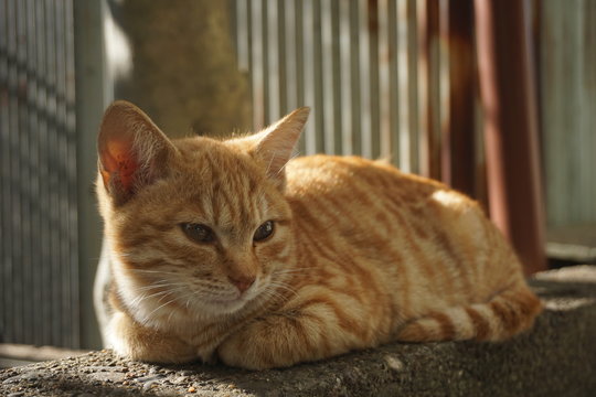57 Best 茶色い猫 Images Stock Photos Vectors Adobe Stock